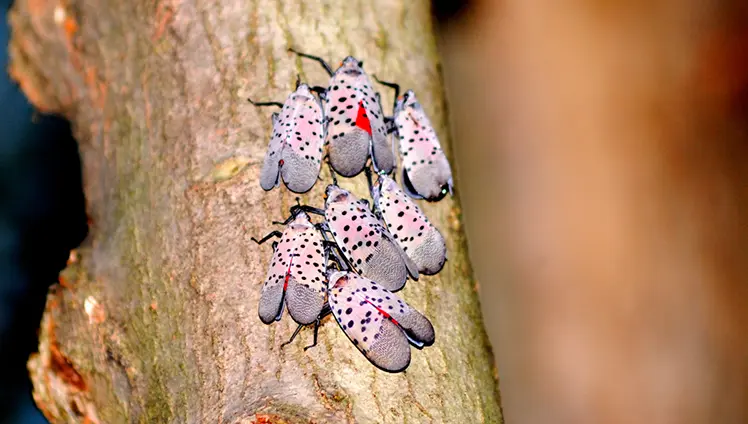Spotted Lanternflies on a tree.