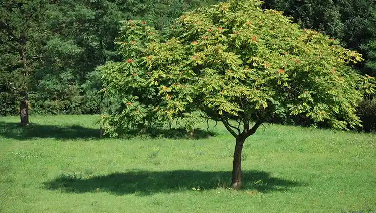 Picture of a Tree of Heaven.