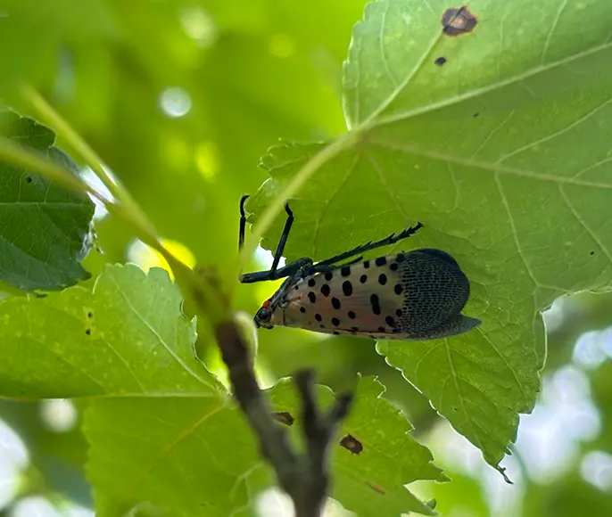 Spotted lanternfly on a leaf