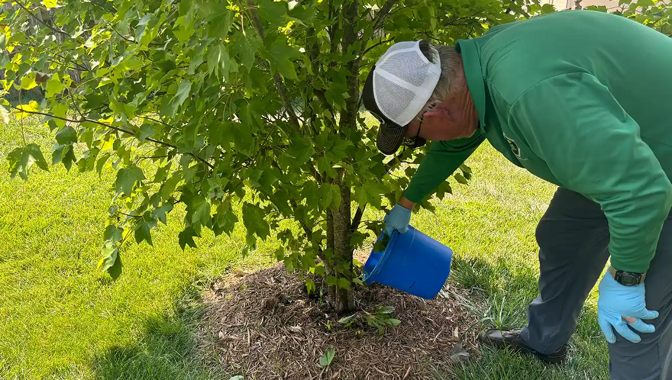 Mosquito Joe professional watering a tree.