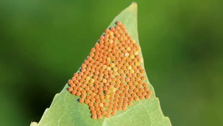 Spider eggs on a leaf.
