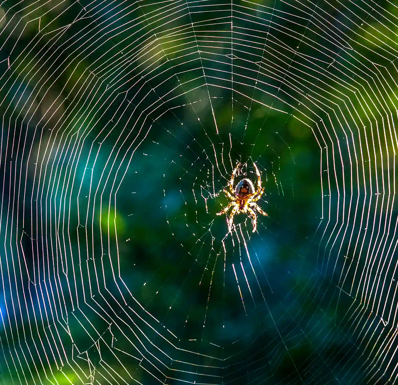 A spider in its web.