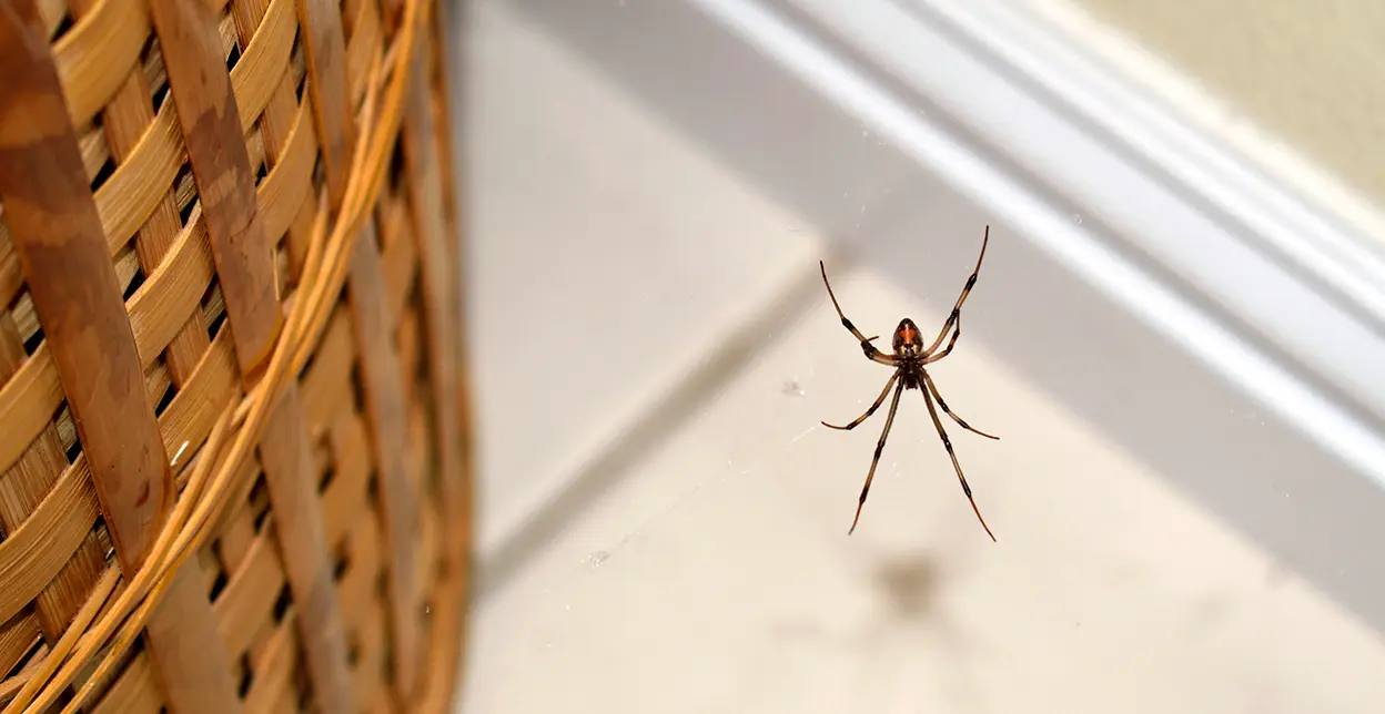 A spider hanging on a web.