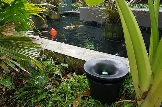 Mosquito Trap pot hidden in a garden by a pond.