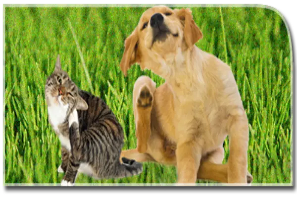 Cat and puppy both scratching in the grass.