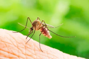 Up close of a mosquito sucking blood of a human with green background