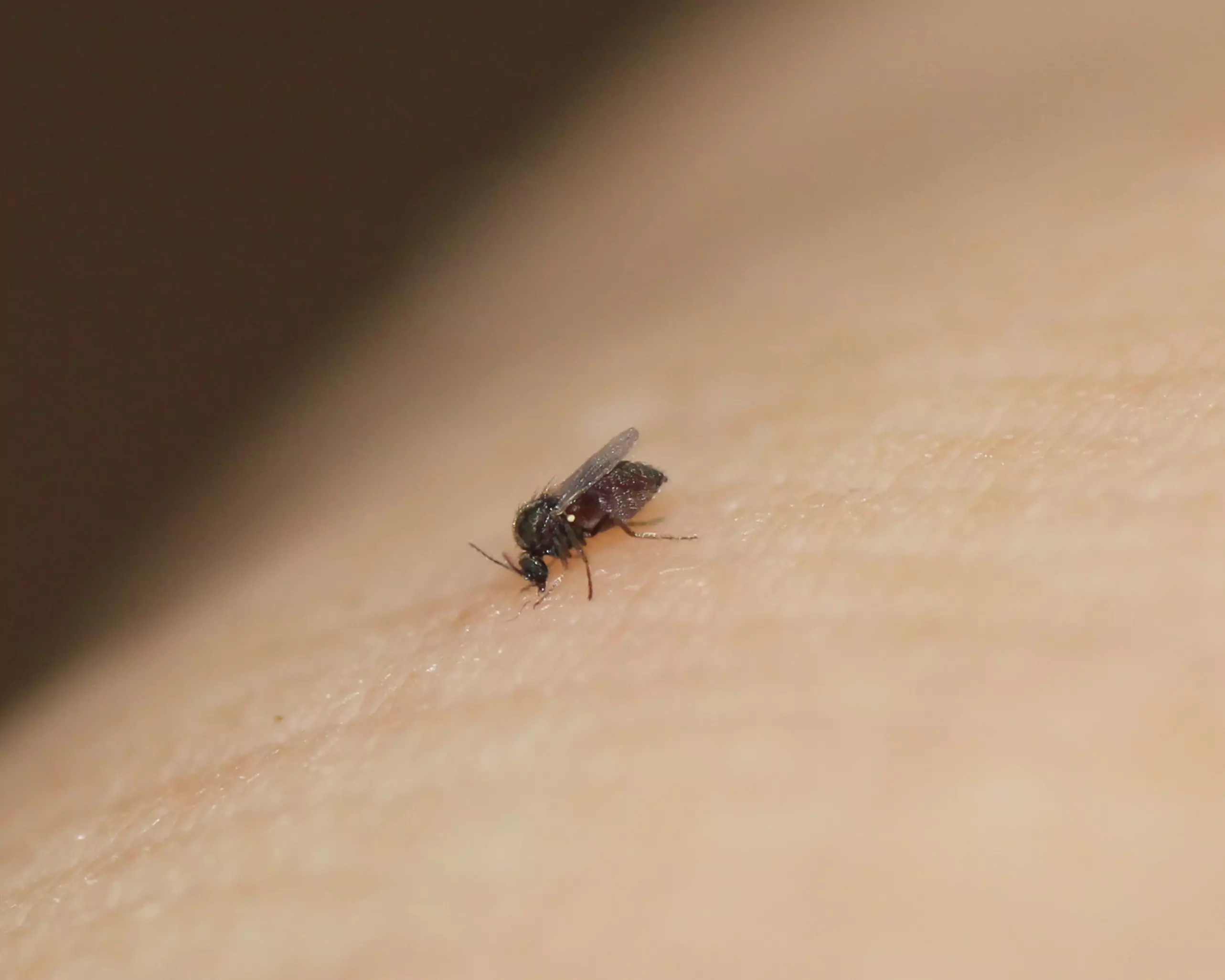 Close view of no see um on a leaf.