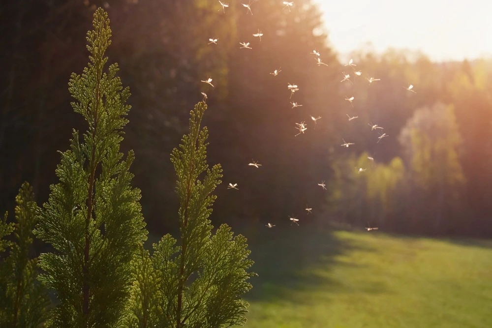 Mosquitoes flying in the backyard