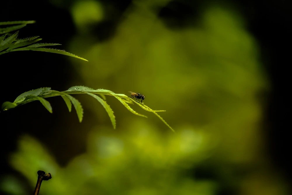 A fly on a leaf