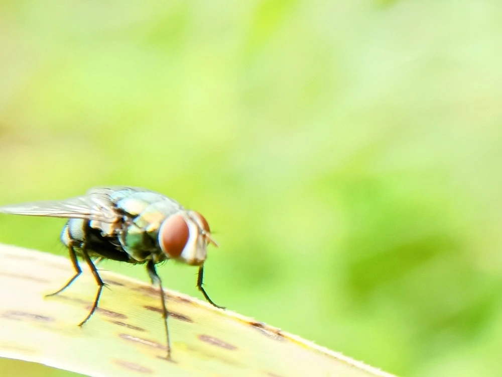 Fly on a leaf