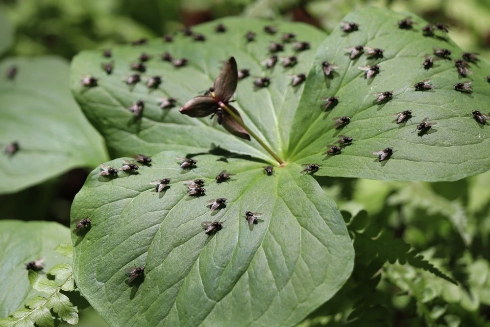 Flies swarming on a leaf