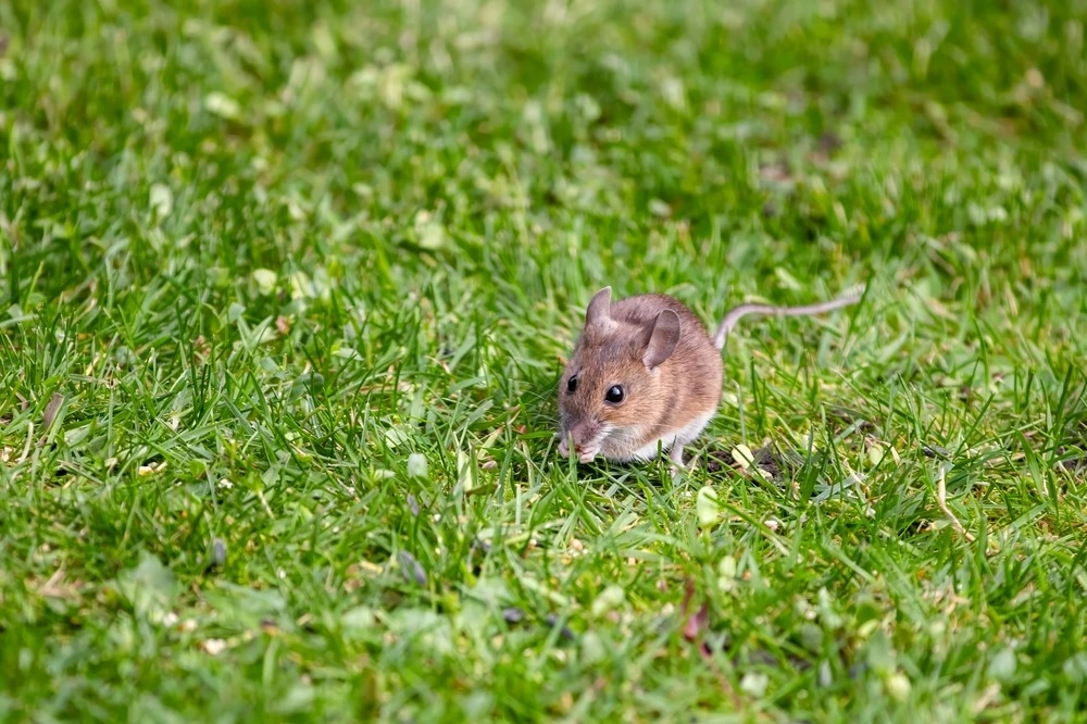 Mice on the yard