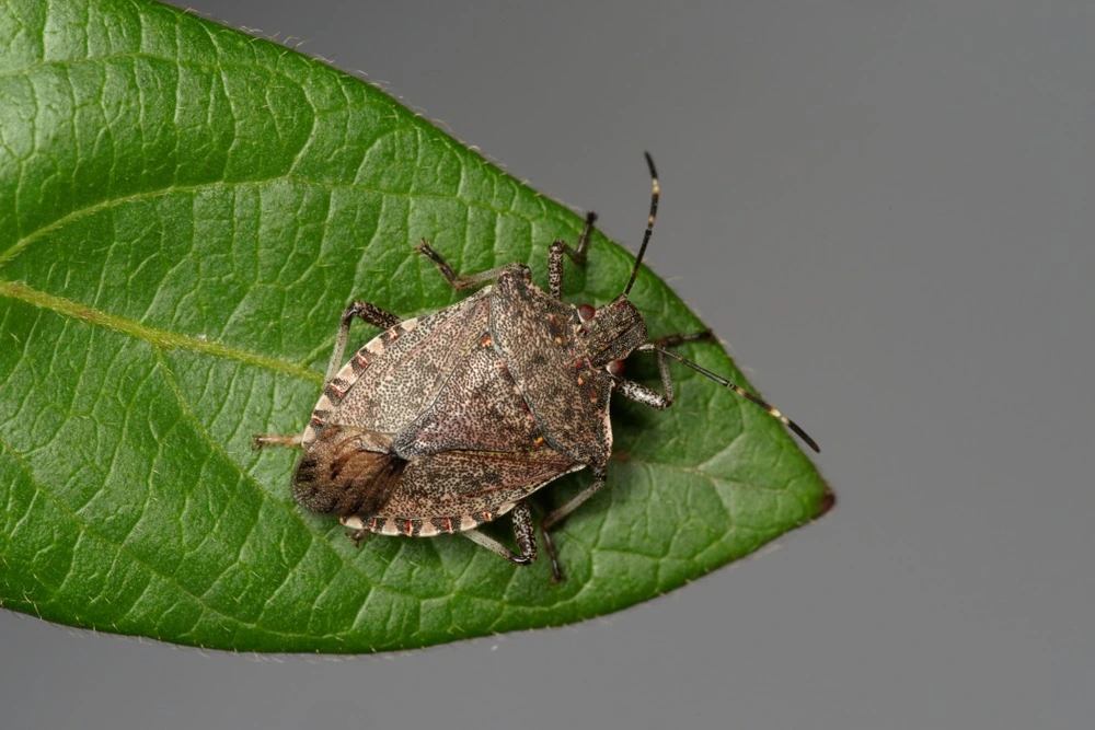 Stinkbug on a leaf