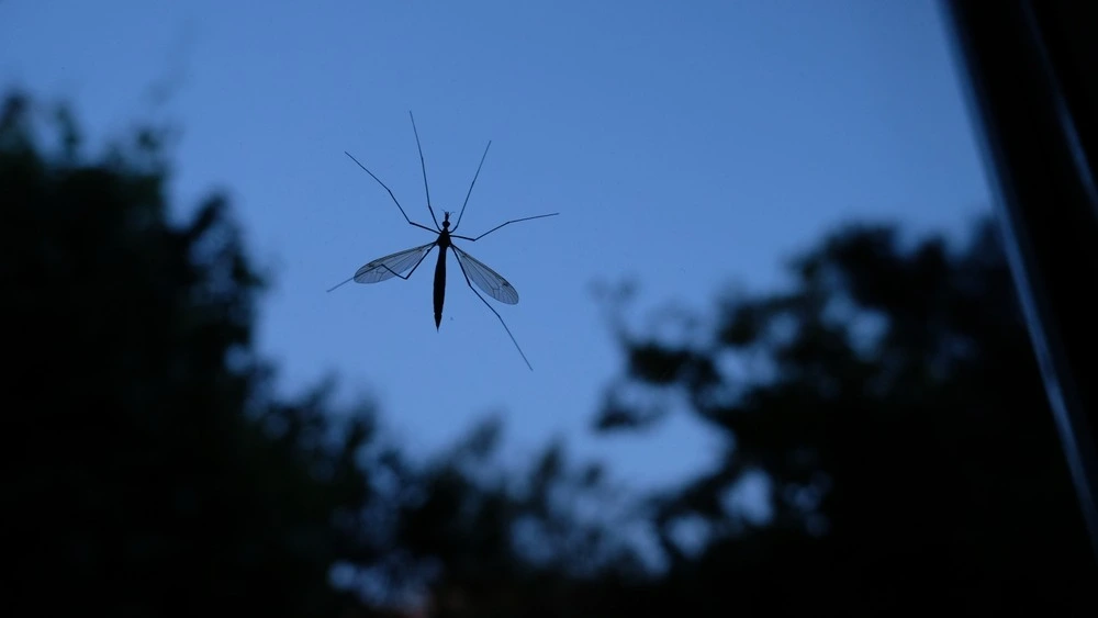 Mosquito on a window