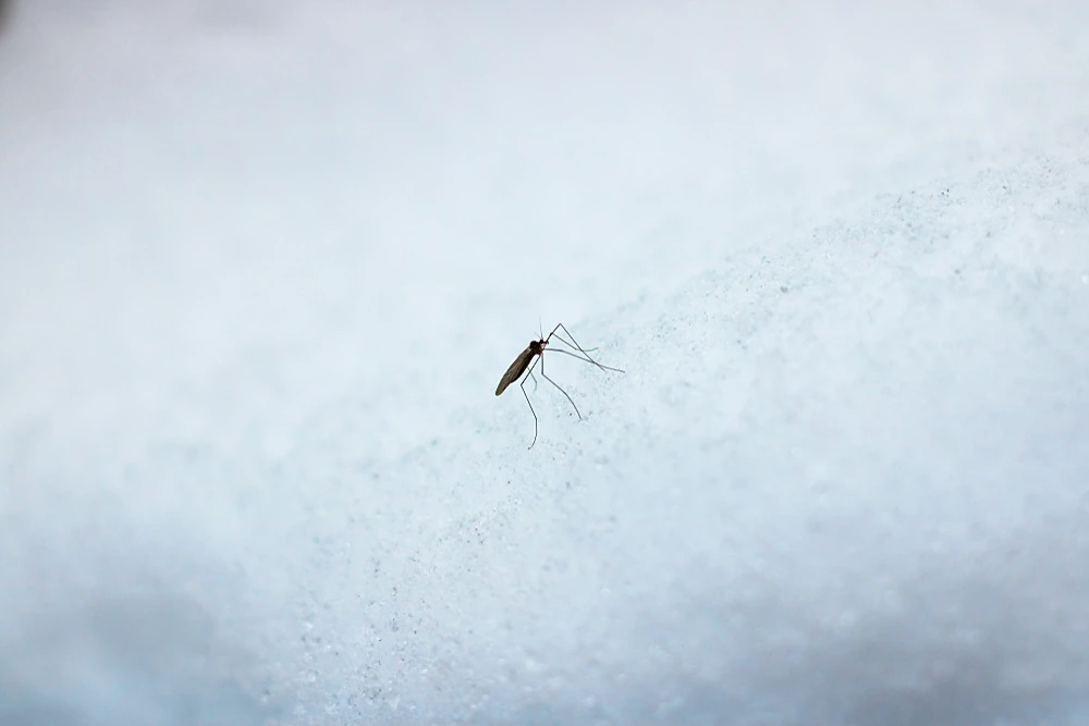 Mosquito in the winter.