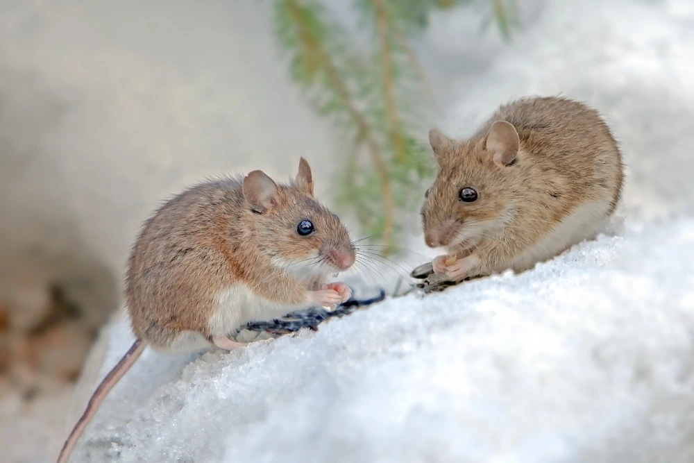 Two mice feeding on seeds in the snow