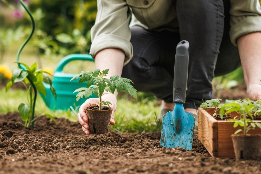 Gardener working on plants.