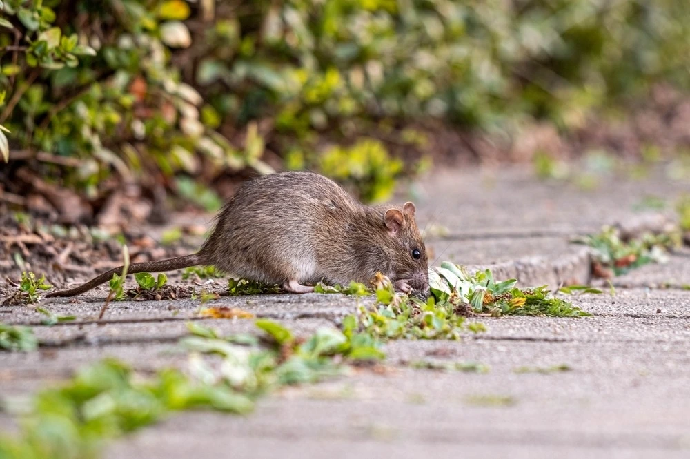 Rat on pavestone