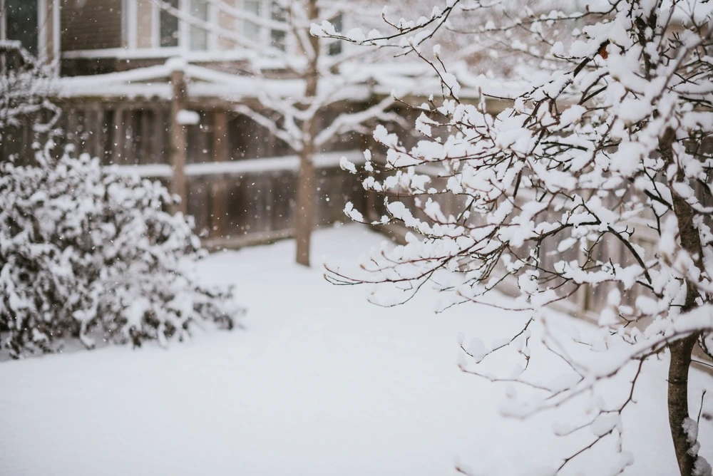Spotted lanternfly on a leaf