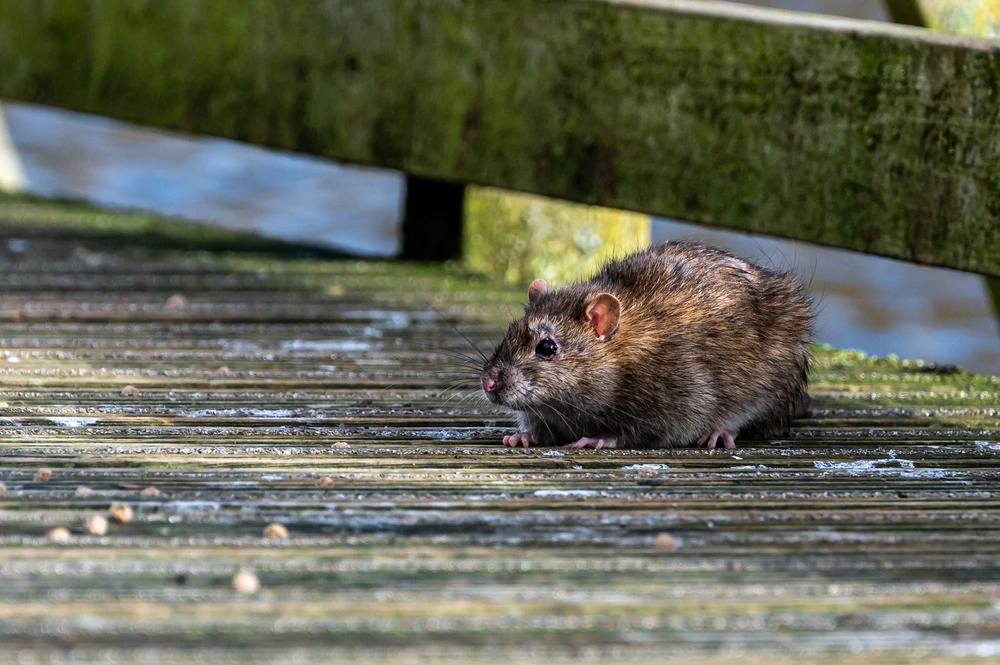 Rat on a wooden deck