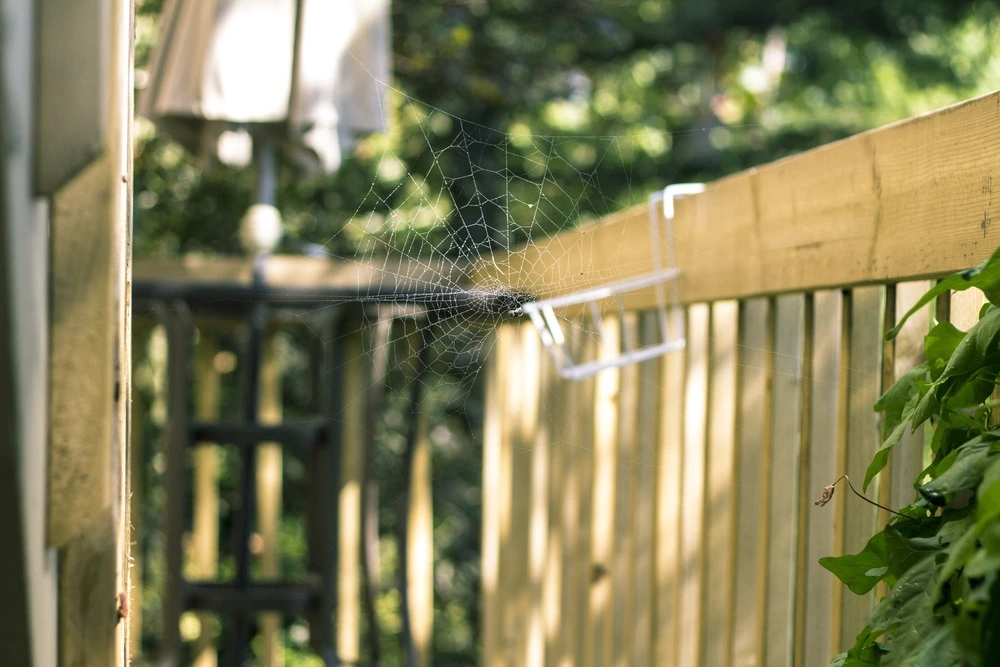 Spider web in the backyard