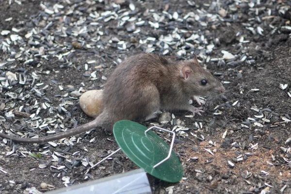 Rat in yard eating spilled bird seeds.
