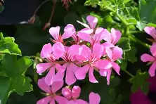 Geranium plant