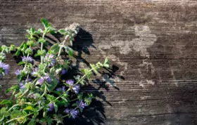 Field of lavender plants.