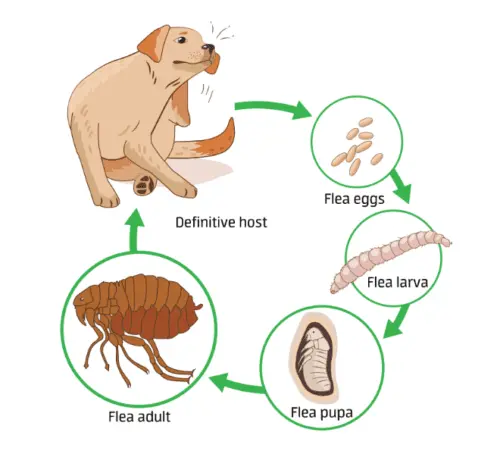 Lifecycle of the flea