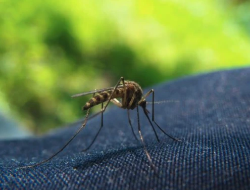 close up image of a mosquito that has landed on black fabric