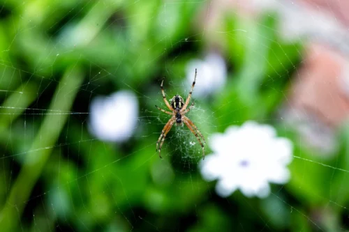 Picture of a wolf spider on a web.